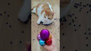 뭉치스타 #reversevideo #marblerunandmore #cat #catvideos #reverse