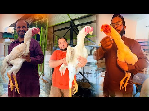 New Entry White Aseel Murgay, King Shamo Biggest Farm In Pakistan, The