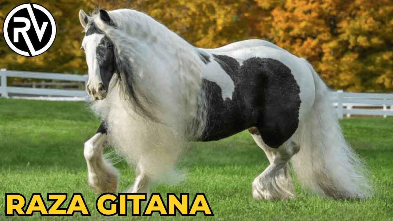 El Gypsy Vanner - El Hermoso caballo de los Gitanos