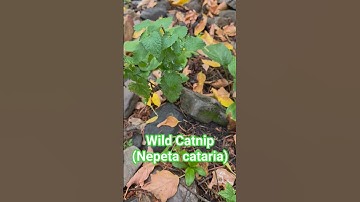 Catnip (Nepeta cataria) from the mint family, contains nepetalactone, a volatile aromatic compound