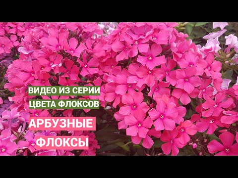 Цвета флоксов. Арбузные