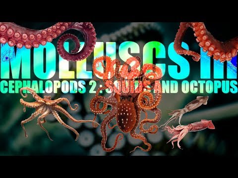 Molluscs III : Cephalopods (part 2) 🦑 Squids and Octopus 🐙