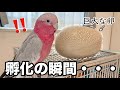 オウムの前で巨大卵を孵化させてみた結果…！【モモイロインコ】