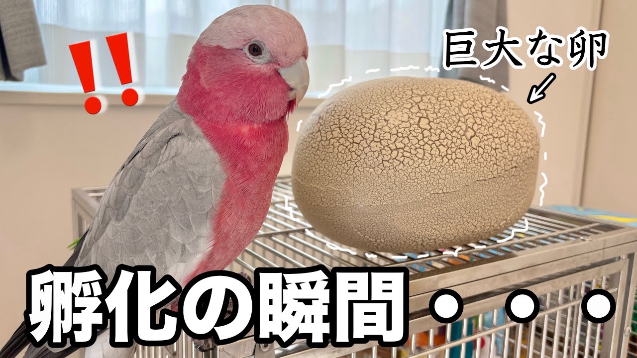 オウムの前で巨大卵を孵化させてみた結果…!【モモイロインコ】