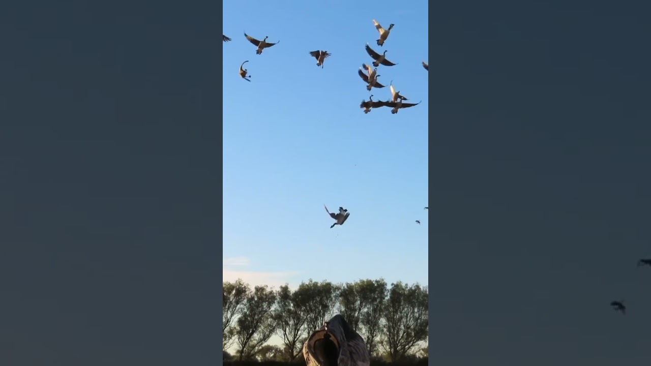 Last minute Goose hunt