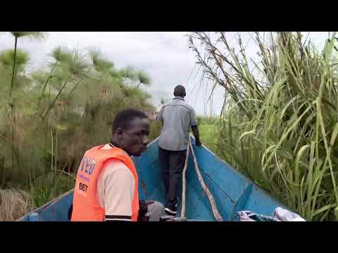 Mabamba swamp Uganda. Visit pics_of_africa on Instagram for more Africa content