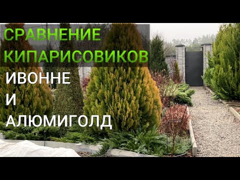 ЧЕМ ОТЛИЧАЕТСЯ КИПАРИСОВИК ИВОННЕ от АЛЮМИГОЛД|Какой кипарисовик быстрее растет: Ивонне или Элюми