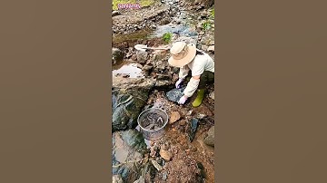 Bắt Cá Suối Sau Lũ – Góc Đá Trở Thành “Kho Báu” Cá Tự Đến!