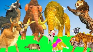 10 Mammoth Elephant vs 10 Elephant Buffalo vs Giant Tiger Lion Attack Cow Saved by Mammoth Elephant