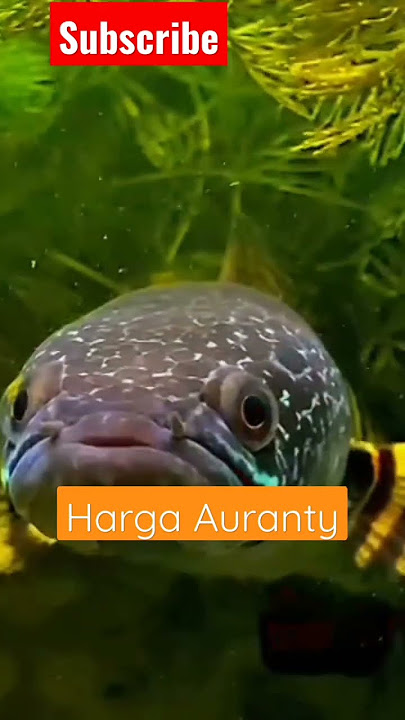 Kepoin Harga Channa Auranty #shortvideo #channa #auranti #pasarikanhiasparung