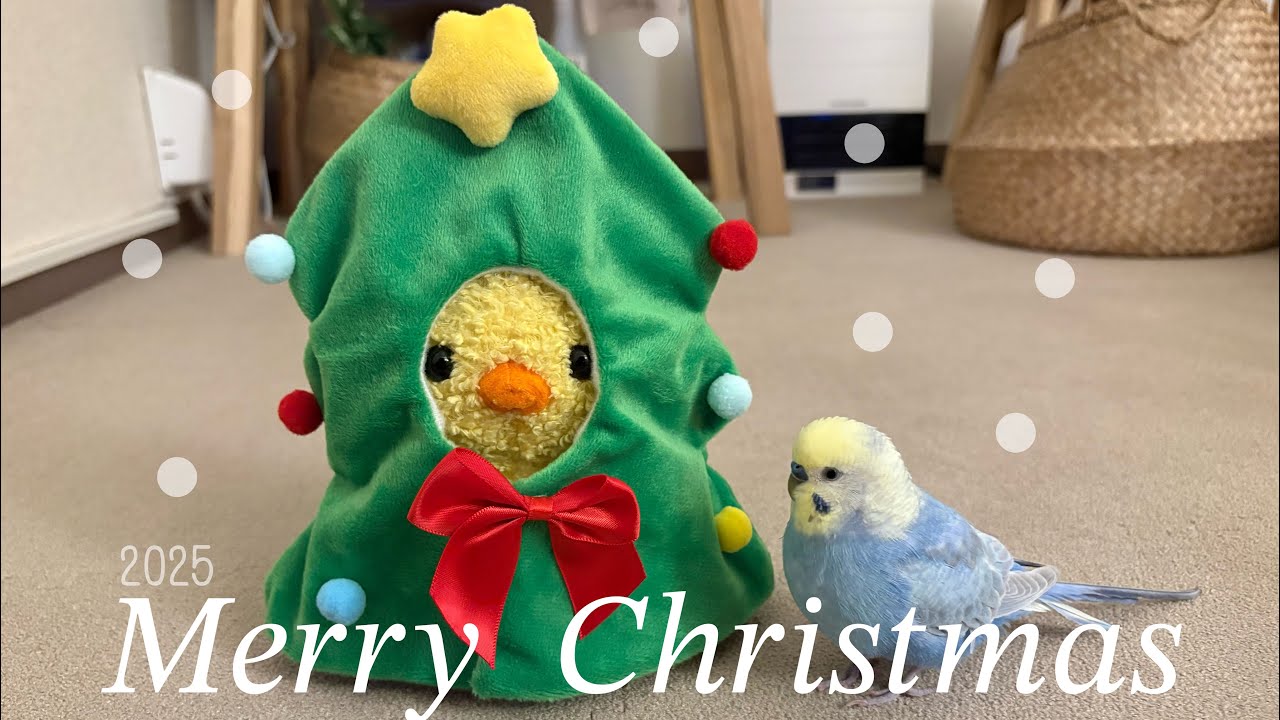 ☆tama✳︎☆オルゴナイト☆猫、セキセイインコ、チワワ☆ しゅわしゅわラムネちゃん🫧🩵 セキセイインコ（ブルースパングル）