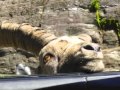 Animal encounters at Omega Park in Montebello, Québec, Canada