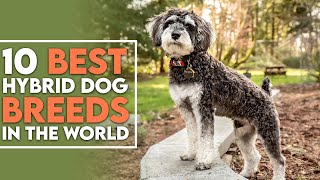 10 Best Hybrid Dog Breeds In The World