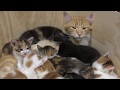 14 Kitten -- Aus dem Leben einer Katzenmama