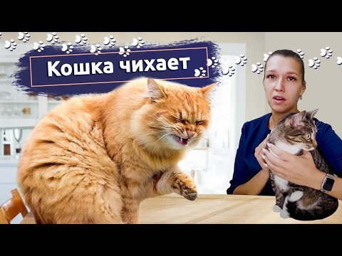 Видео: Болезнь енота у кошек
