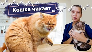 Острые распираторные заболевания у кошек: Что делать, если кошка чихает и кашляет
