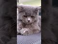 🩷👌🏻 #cat #catentertainment #viral #catmusic #kitten #catvideos #funny #music #shorts #pets #cute