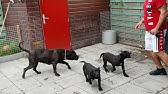 My New Black Panther Baby Panthera Youtube