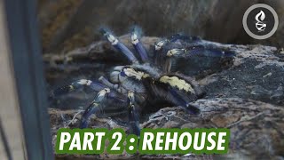 HOW TO MAKE a Tarantula Enclosure from an Old Fish Tank PART 2 : THE REHOUSE by dna design 655 views 6 months ago 5 minutes, 6 seconds
