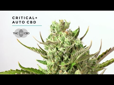 Critical + autoflowering CBD marijuana strain by Dinafem Seeds