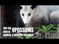 Why are opossums used in medical &amp; scientific research?