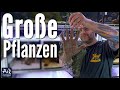 15 Pflanzen für (sehr) große Aquarien (feat. @TOMIG) | AquaOwner