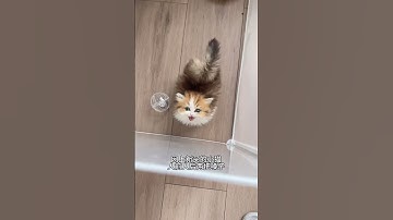 Thumbnail of The kitten has two faces and it pinched me. Munchkin dwarf cat's confusing behavior