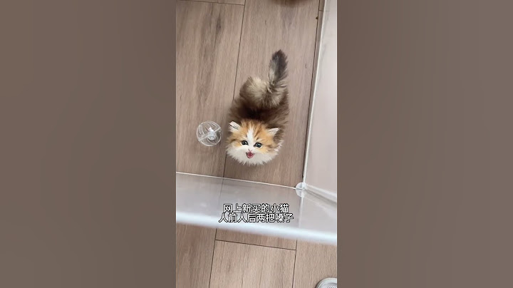 The kitten has two faces and it pinched me. Munchkin dwarf cat's confusing behavior