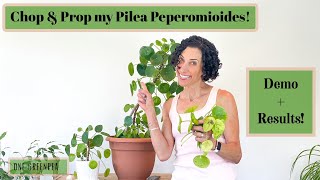 Pilea Peperomioides Chop and Prop!