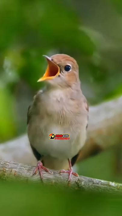 SUARA MASTERAN SIKATAN LONDO SHORT#nightingale #sikatanlondo #birds #shorts #shortvideo#birdsounds