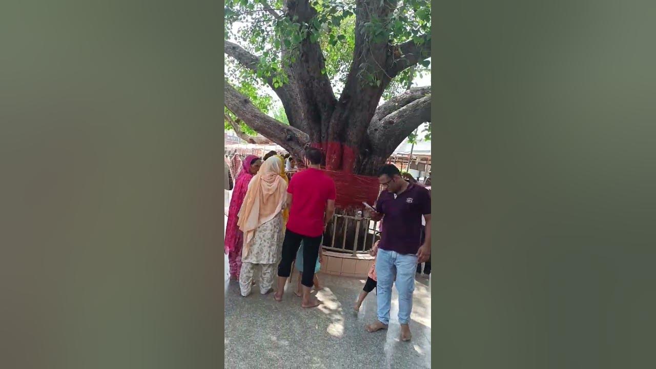 peepal-ka-ped-chulkana-dham-youtube