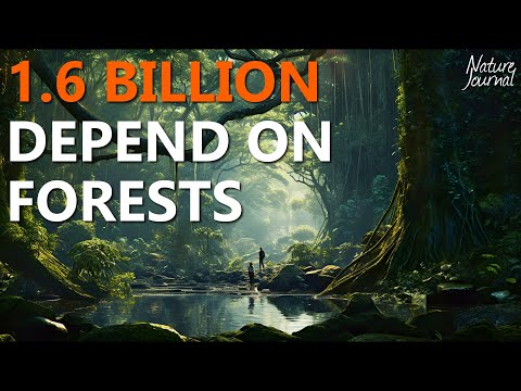 ALL Types of FORESTS and why they are so important 🌲