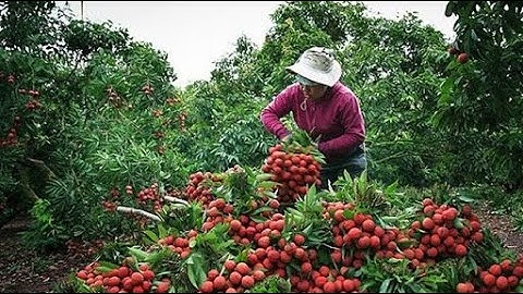 Đưa vải thiều sang Nhật Bản | VTC14