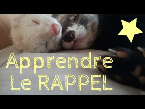 Vidéo: Comment Nommer Un Furet