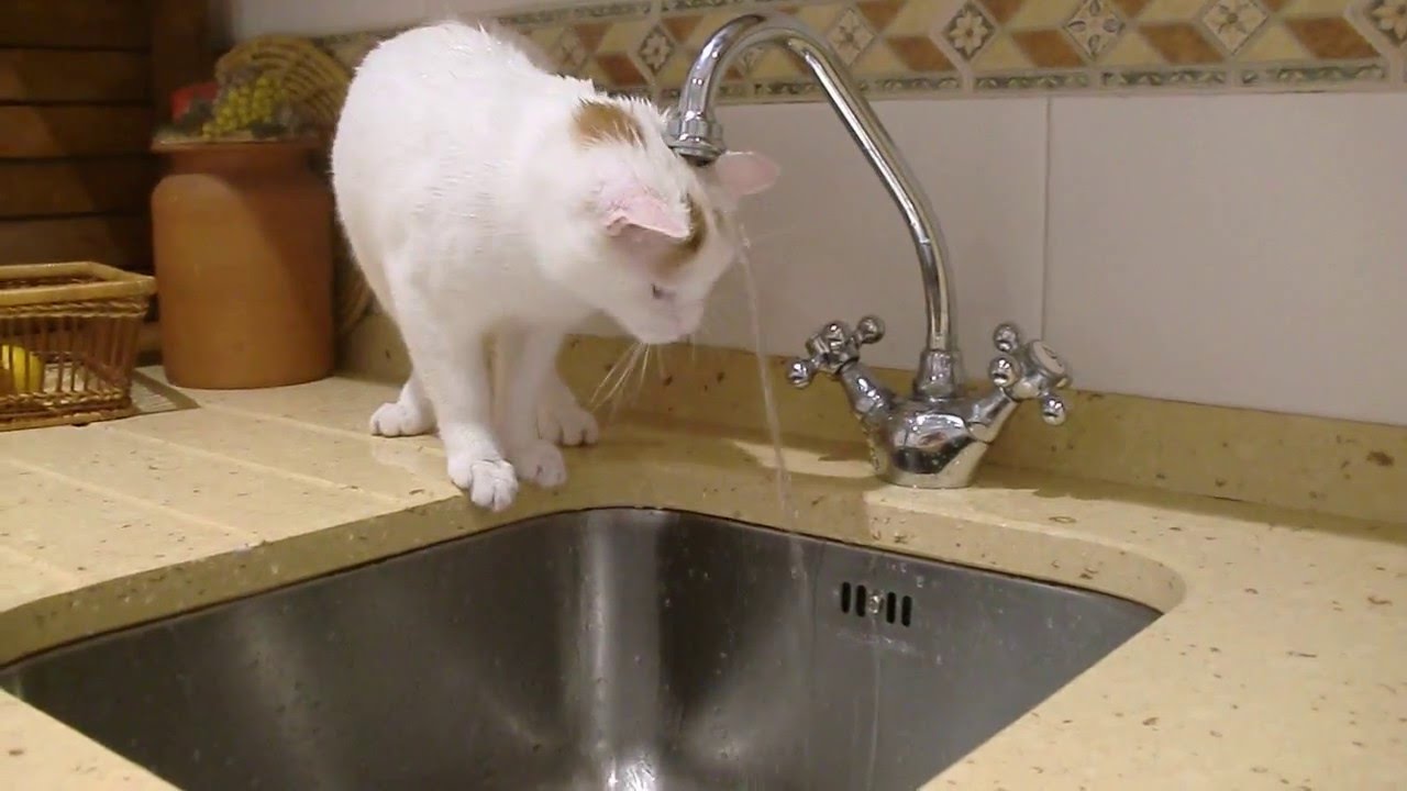 Resultado de imagen para gatos miedo al agua