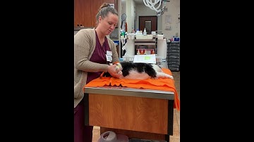 Skill 9: cat stretch/lateral restraint