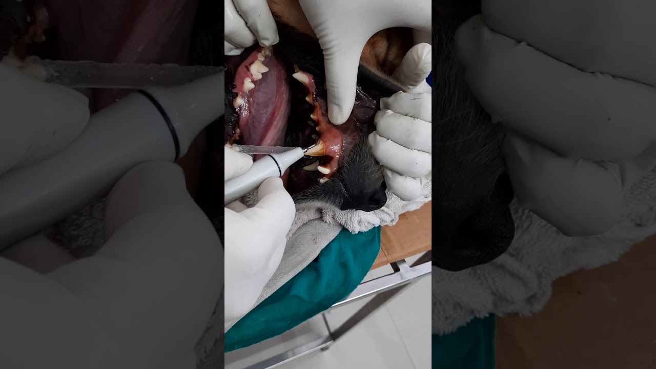 Ultrasonic dental scaling in dogs YouTube