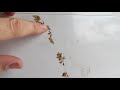 Уличный плющ плетется в комнате Street Ivy Weaves Through The Room 