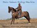 Mare Udaan beauty and style of Marwari horse ride manu sharma