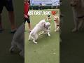 2 white HUSKYS fight 🥊 at the DOG PARK 🫣 #husky #fight