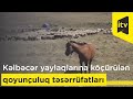 Kəlbəcər yaylaqlarına köçürülən qoyunçuluq təsərrüfatları artıq qışlaqlara qayıdır