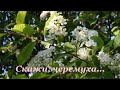 Скажи черемуха Автор муз Валерий Горбунов Автор слов Нина Ипатова Исп Ряната