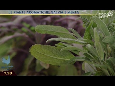 Video: Cura della menta mela - Come coltivare una pianta di erbe aromatiche alla menta mela