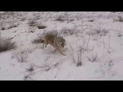 ПЕРВЫЙ ВОЛК НИТРЫ. охота на волков hunting wolves