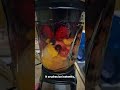 Ninja Pro Blender
