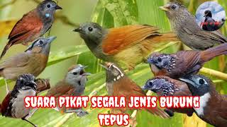 suara pikat semua jenis burung tepus pasti ampuh dan anti zonk jejak si thole #part 100