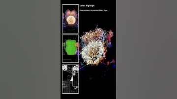 TouchDesigner is one of the best tools for real-time art