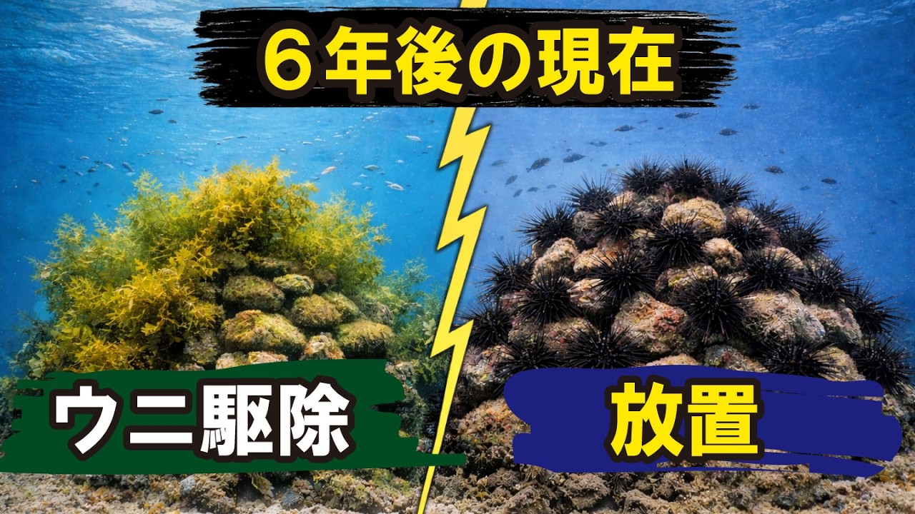 Shocking] Shocking results six years after sea urchin removal and