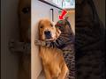Savage Dark Cat vs Dog Facts — Part 2:😼🐶 #DOG #CAT #shorts
