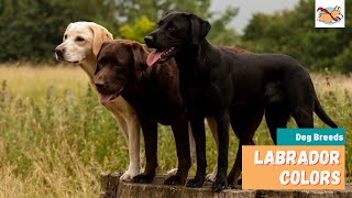 Labrador Colors: Your Complete Guide to All 6 Popular Labrador Colors! by Marvelous Dogs 23,064 views 2 years ago 3 minutes, 52 seconds